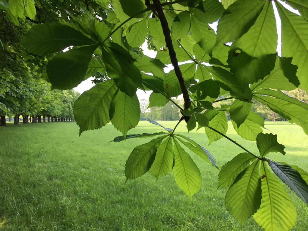 Tree leaves