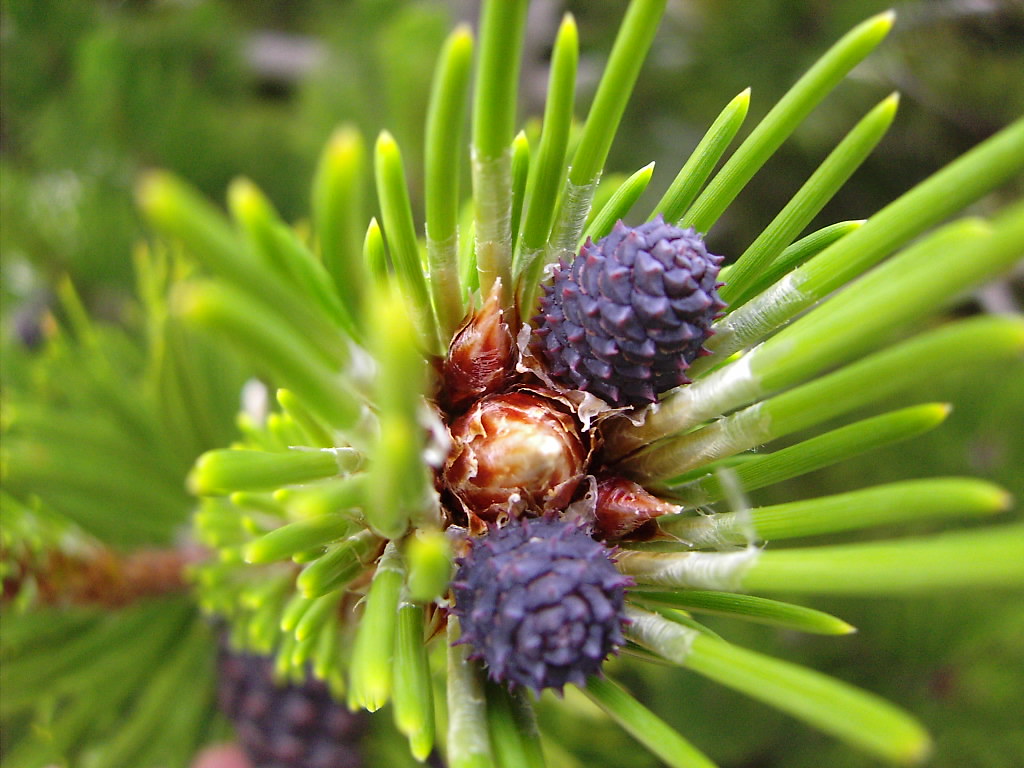 Pinus heldreichii young cones