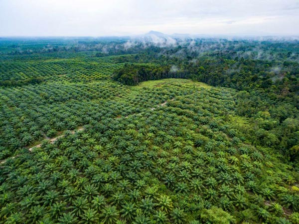 Palm crops