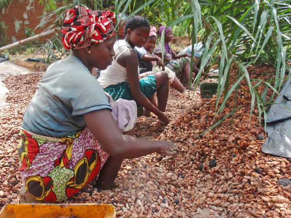 Cocoa harvesting