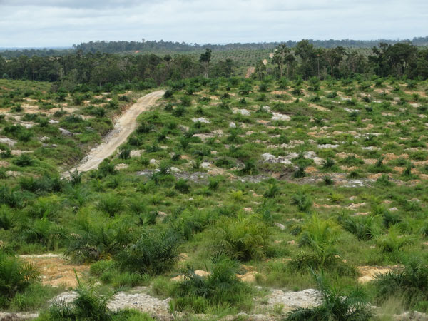 palm crops