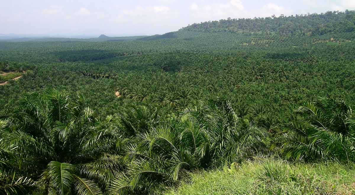 oil palm plantation