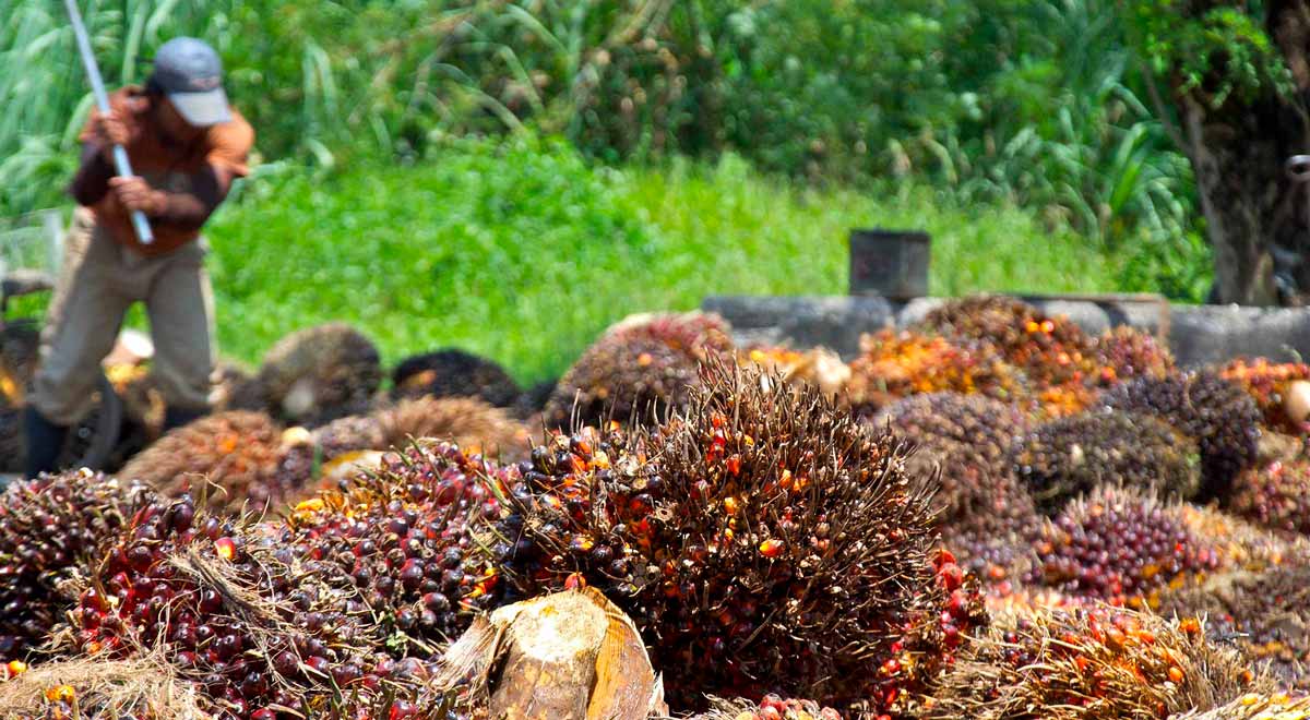 palm oil fruit