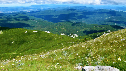 Green landscape