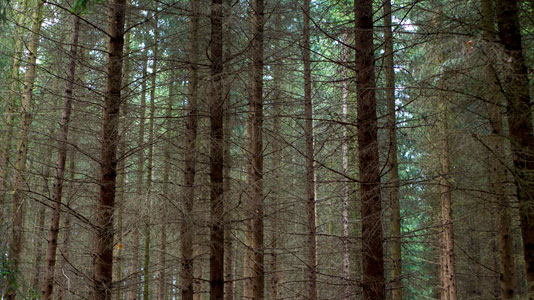 Forest affected by climate change