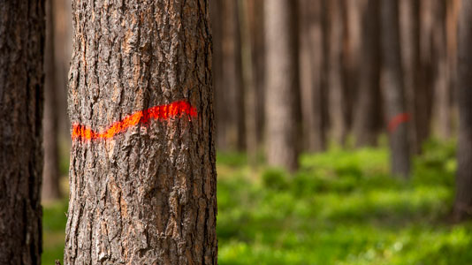 Marked trees in a forest