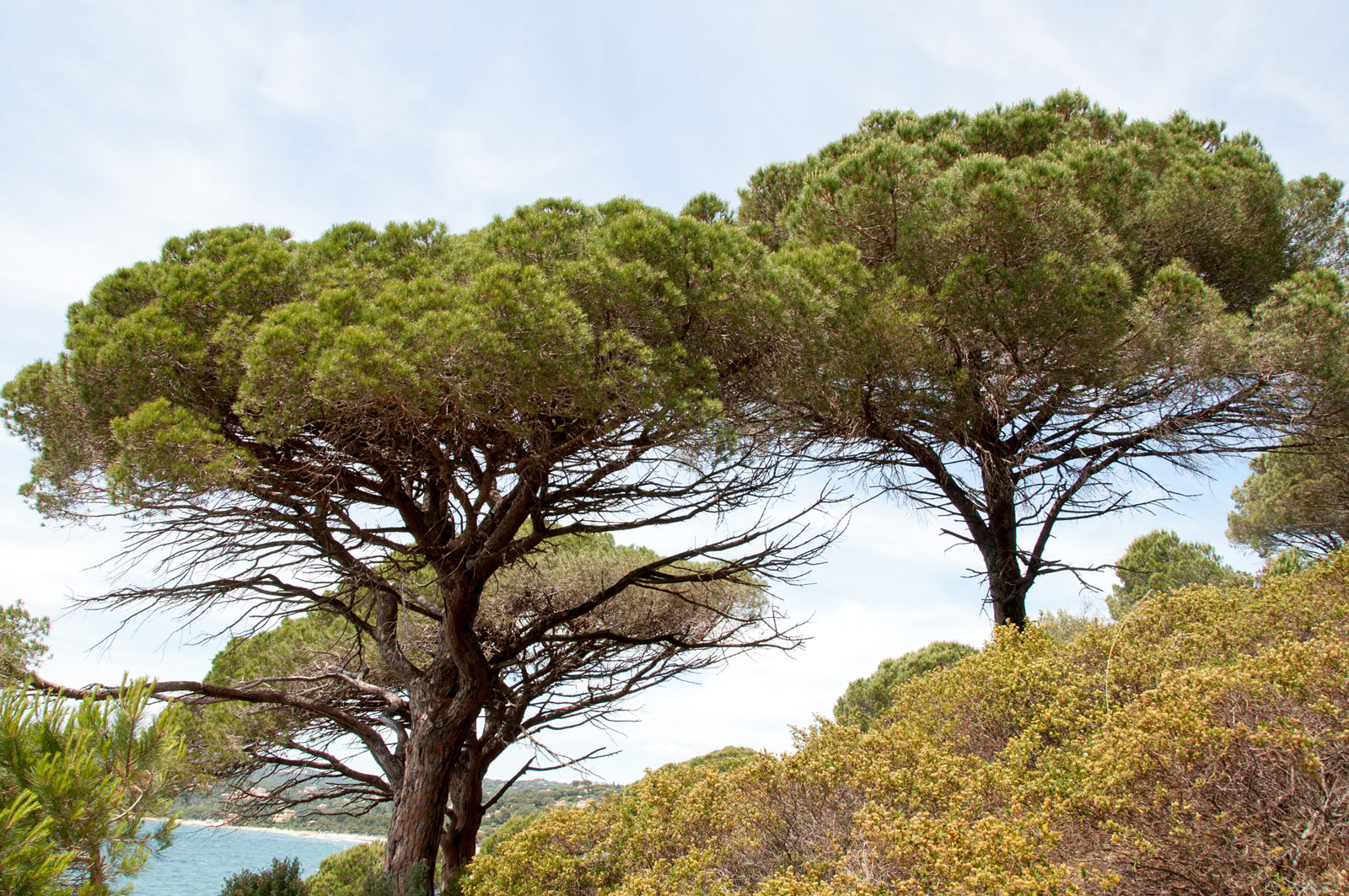 pinus pinea