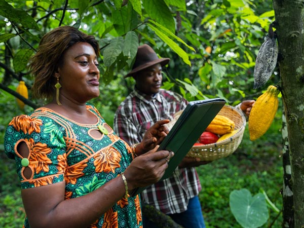 Woman and man working on a cocoa field