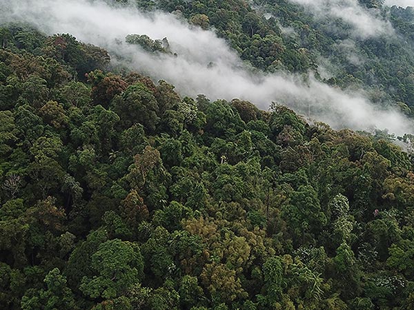 Forest landscape with fog