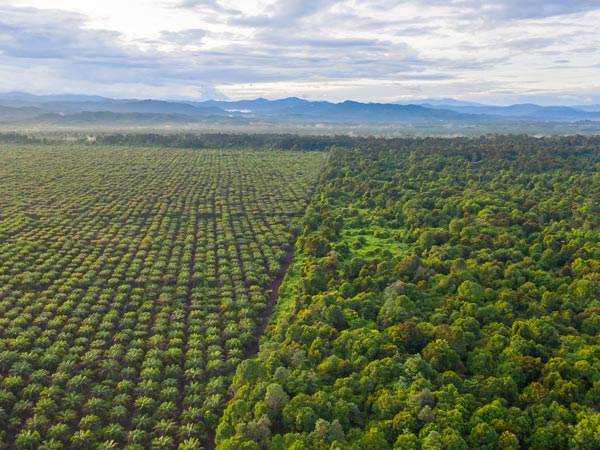 Cocoa field and forest