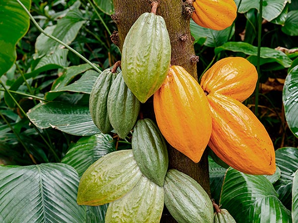 Cocoa pods hanging on a cocoa tree