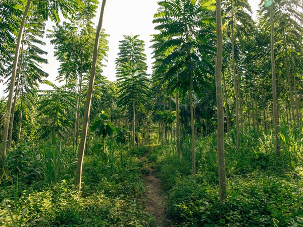 Tek plantation