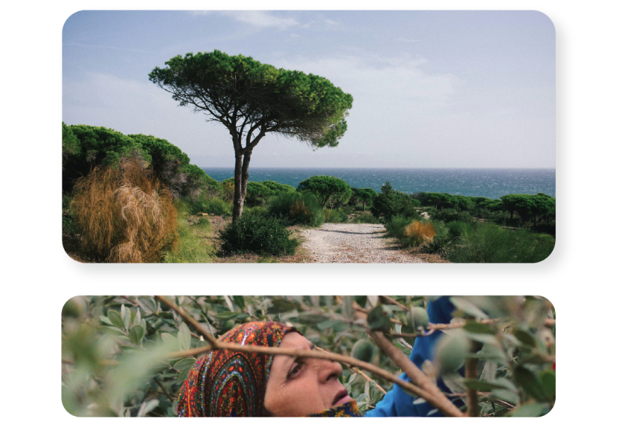 mediterranean