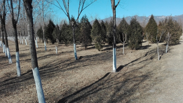 2018-01-24_Miyun_Afforestation.jpg