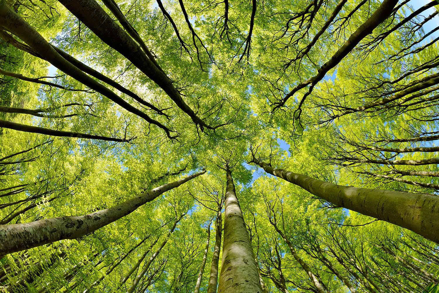 Types of Forest Ecosystems and Their Unique Characteristics