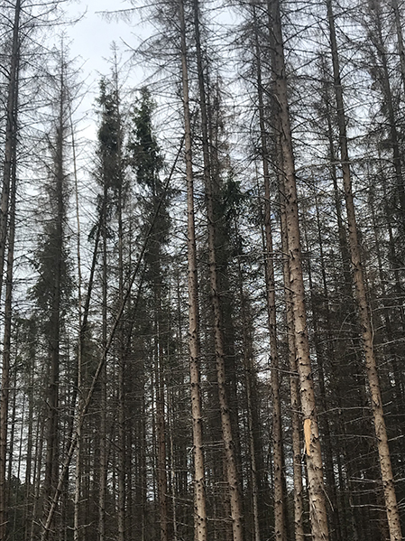 Dead spruce forest in Germany after drought damage and bark beetle attacks.