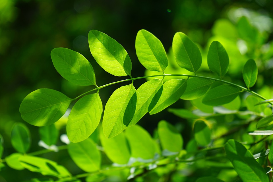 Leaves