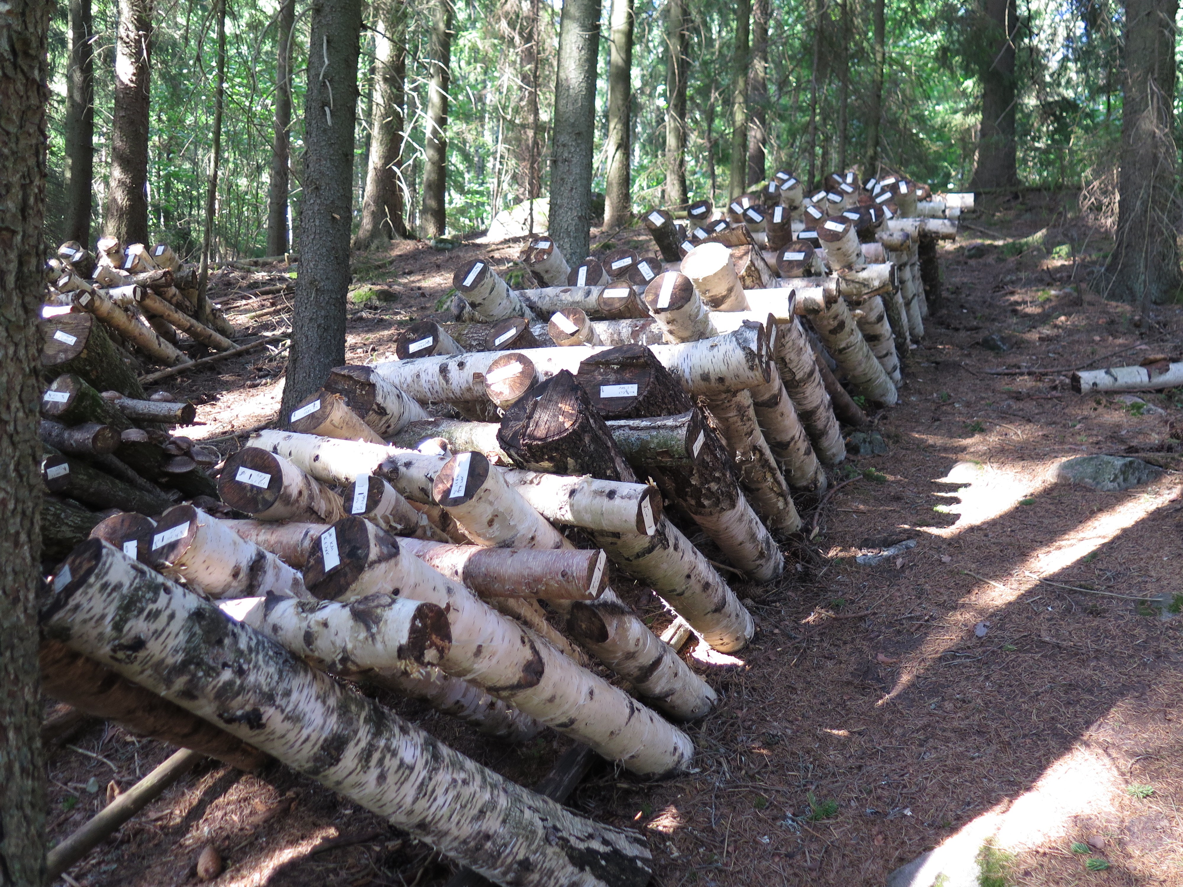 Photo by Michael den Herder Shiitake growing on birch stacks