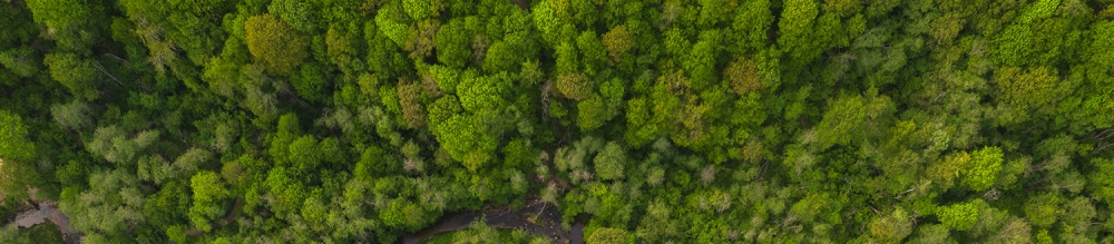 Drone view of summer forest from above with small spring