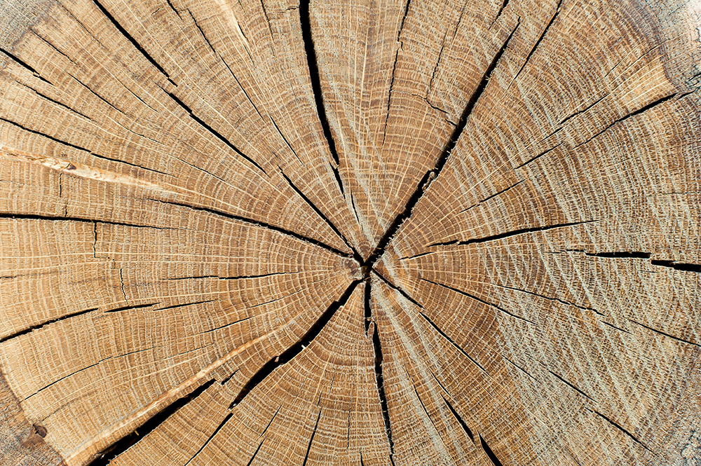 Cracked timber log with annual rings