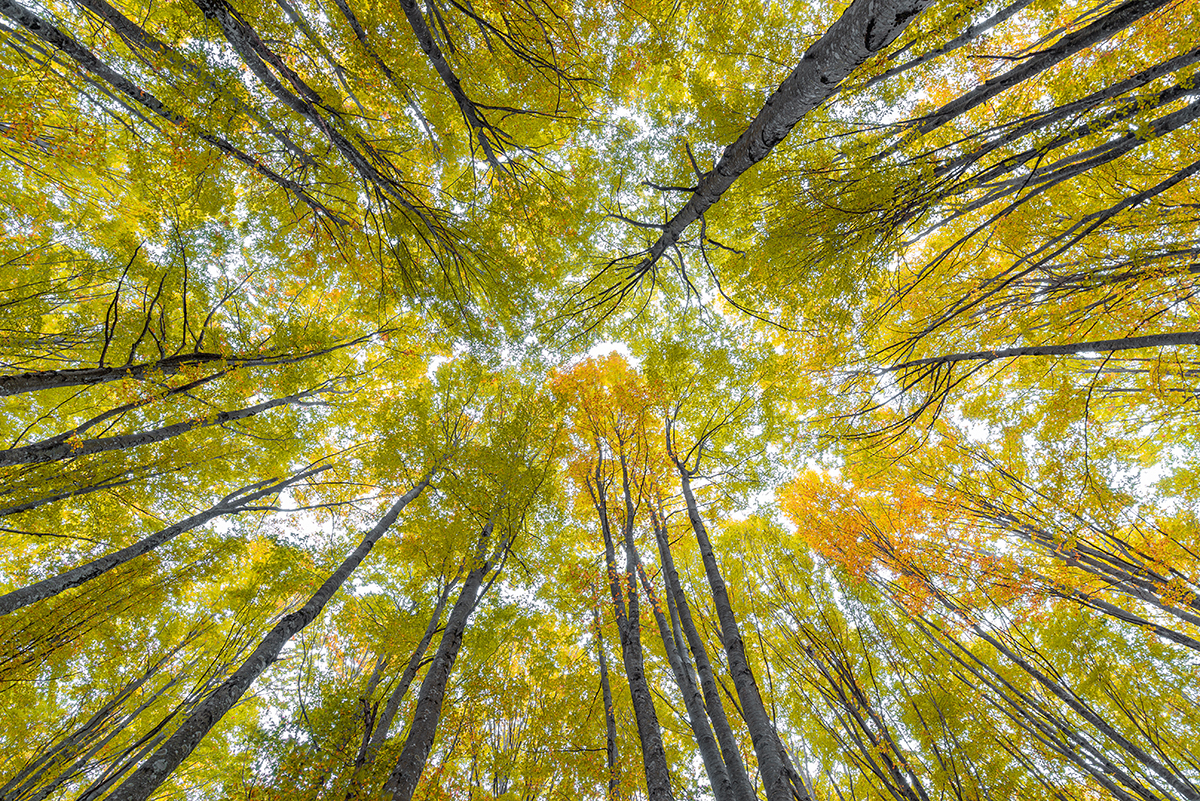 decorative image of tree canopy