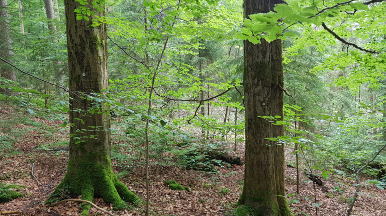 Marteloskop Eibenstock (Foto: Andreas Schuck)