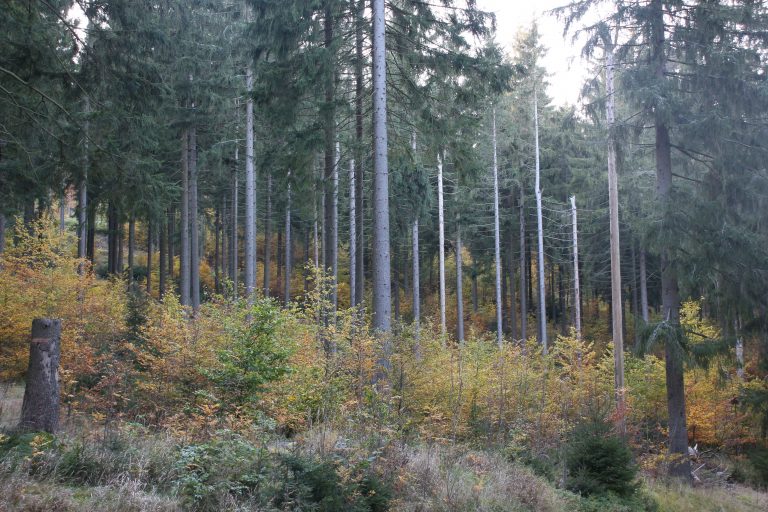 Forest conversion stages with standing deadwood (Photo: Andreas Pommer)