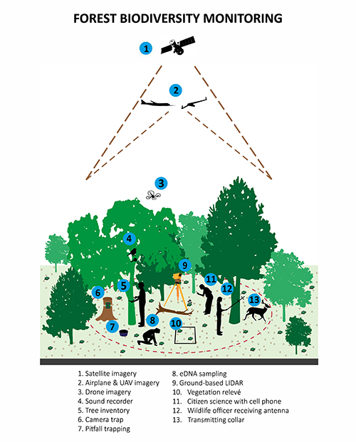 Forest biodiversity monitoring techniques