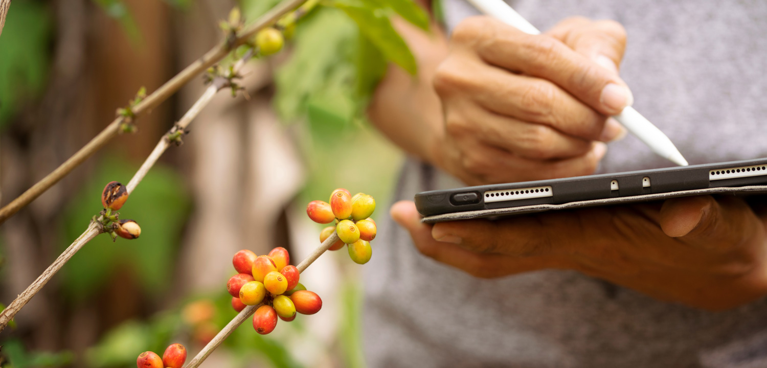 Gardener inspector quality control Arabica coffee by using tablet. Photo: ittipol