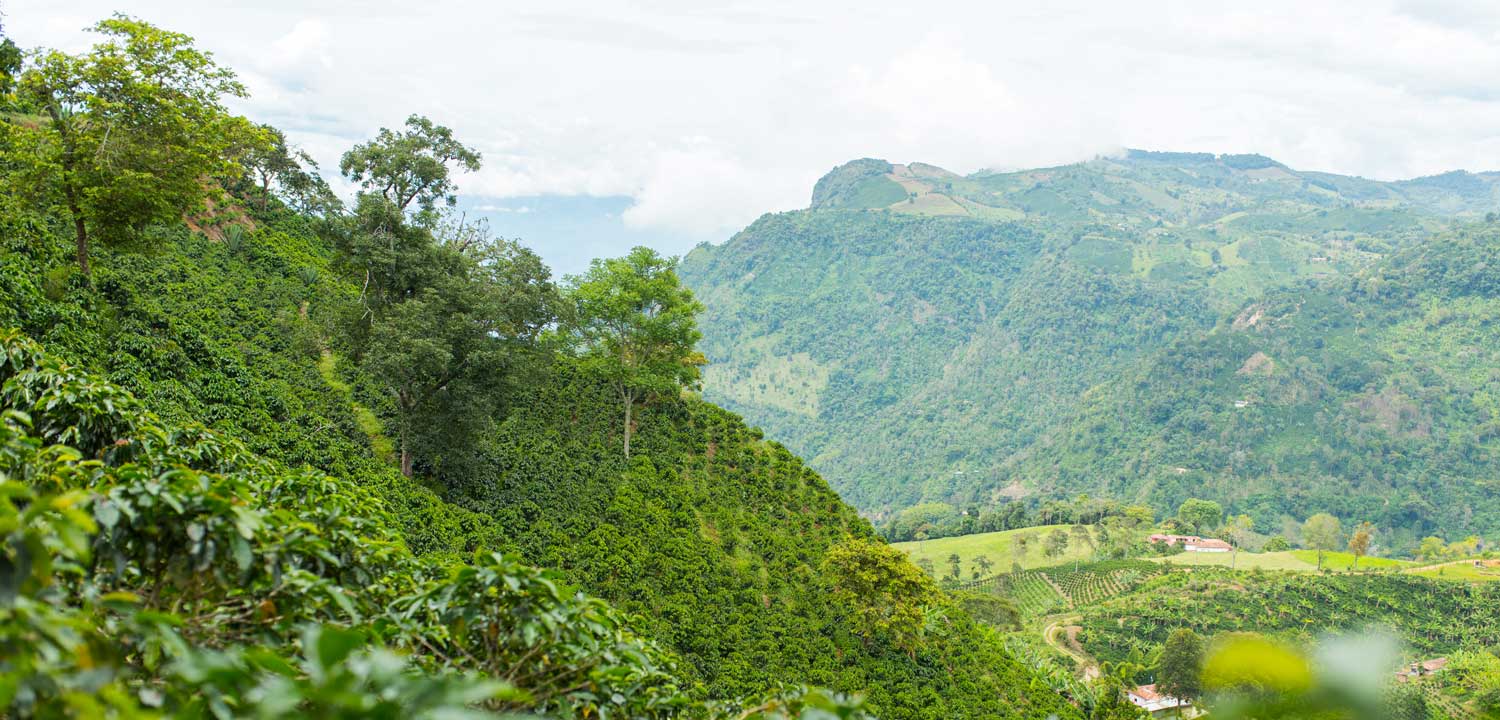 Beautiful coffee plantation in Jerico, Colombia in the state of Antioquia. Photo: Benedict