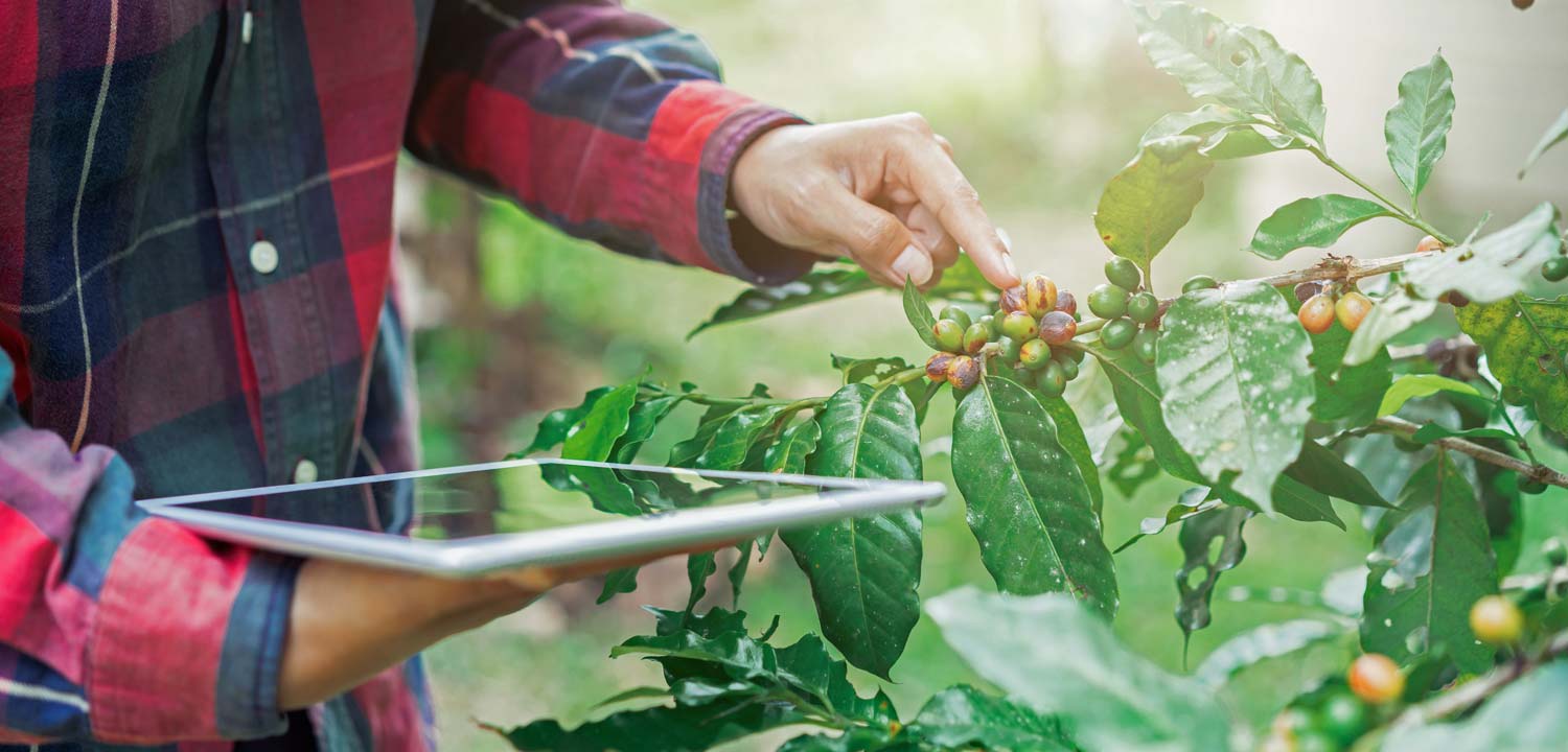 A close-up of a smallholder farmer holding a tablet while inspecting ripening coffee cherries on a branch, illustrating the use of technology in coffee plantation management.
