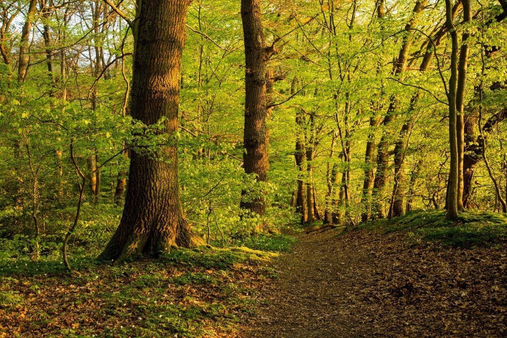 Managed forests can look natural