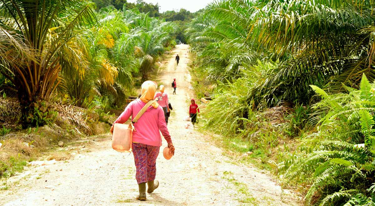 People walking palm plantations