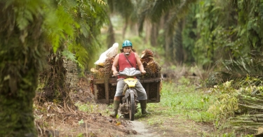 Palm oil worker riding a motorcycle