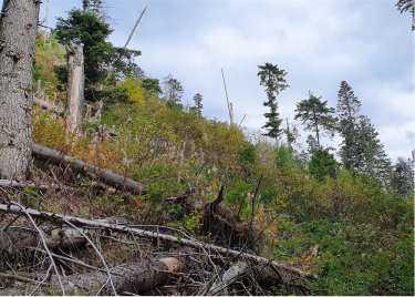 Photo: Successful forest restoration through natural regeneration after windstorm in 2014 and subsequent bark beetle outbreak in  Tatra mountains, Slovakia. Marcus Lindner/European Forest Institute.