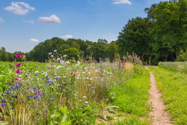 Nature-inclusive or circular and sustainable agriculture with wild flowers along potato field 