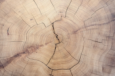 Old cut wood texture