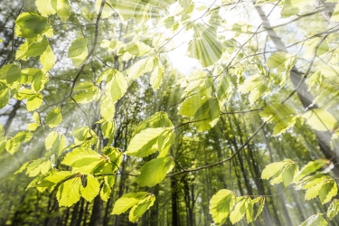 fresh leaves and sun rays