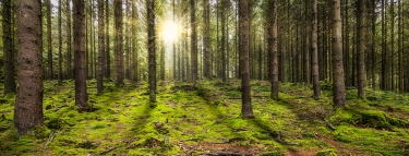  panoramic forest with the morning sun shining through the tree