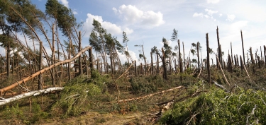 Photo of storm damage in a forest in Poland.