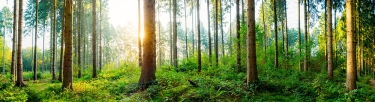 Beautiful sunrise in autumn forest