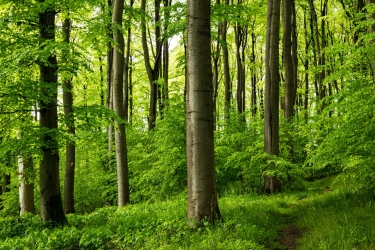 Green forest in Germany