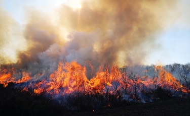 forest fire