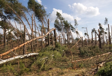 Wind damage to forest