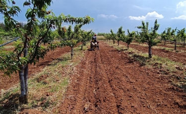 Agroforestry project