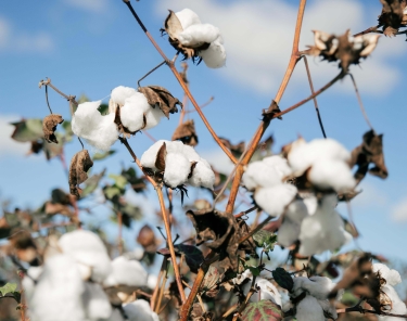 Cotton plants