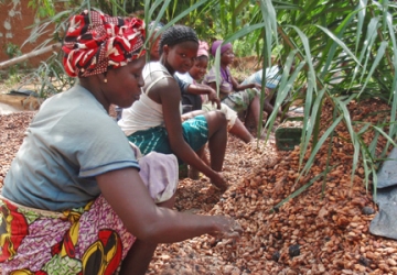 Cocoa harvesting