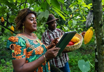 Woman and man working on a cocoa field