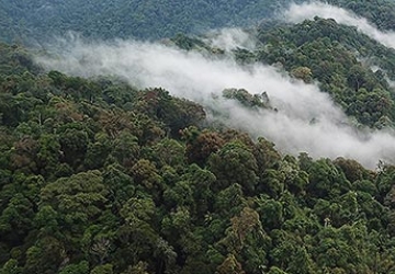 Forest with fog