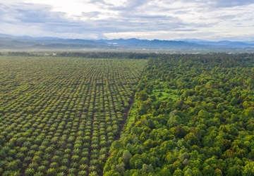 Cocoa field and forest